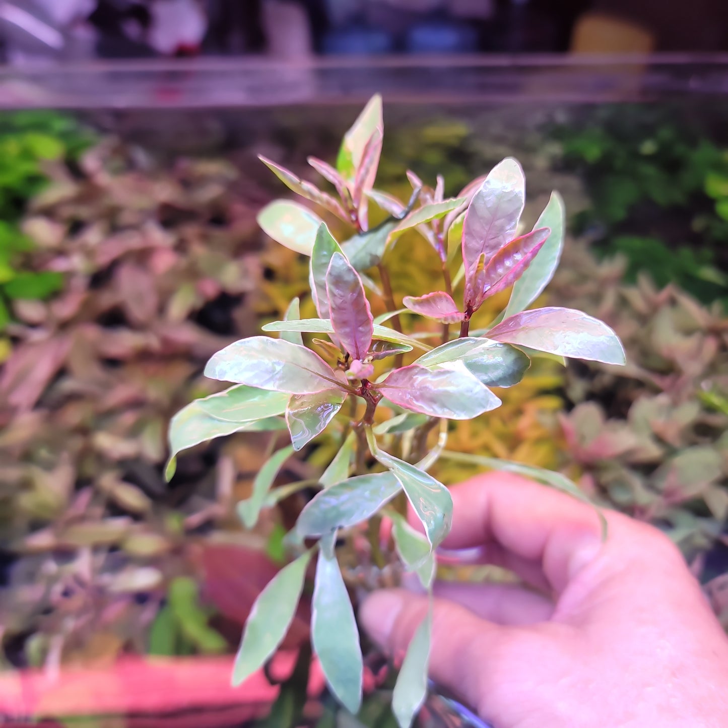 Ludwigia inclinata white