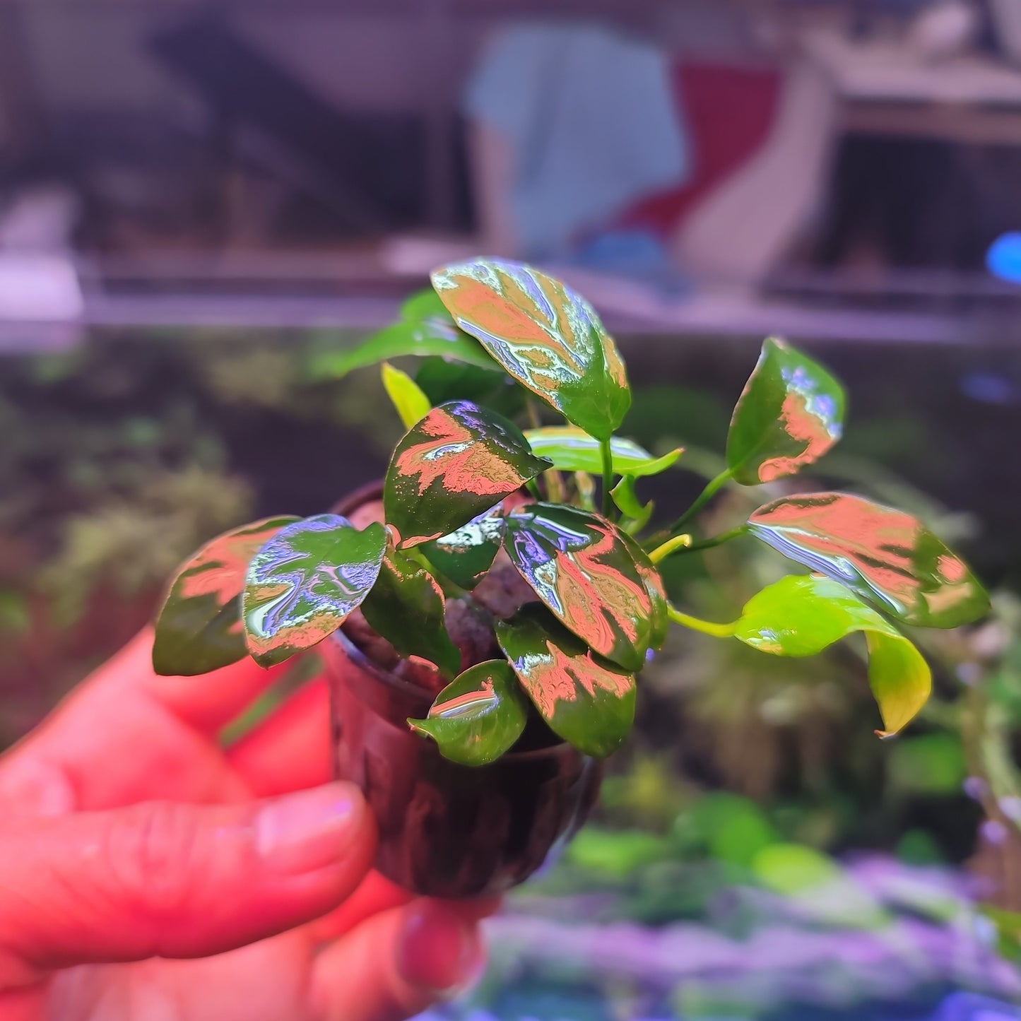 Anubias barteri var nana paxing