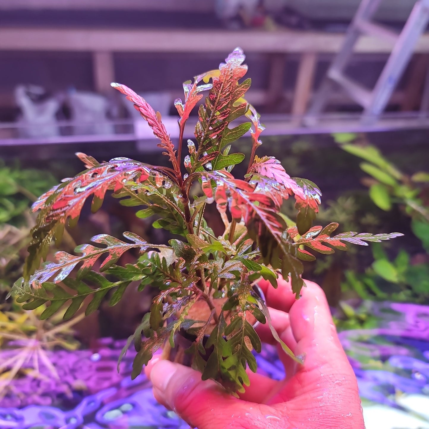 Hygrophila Pinnatifida