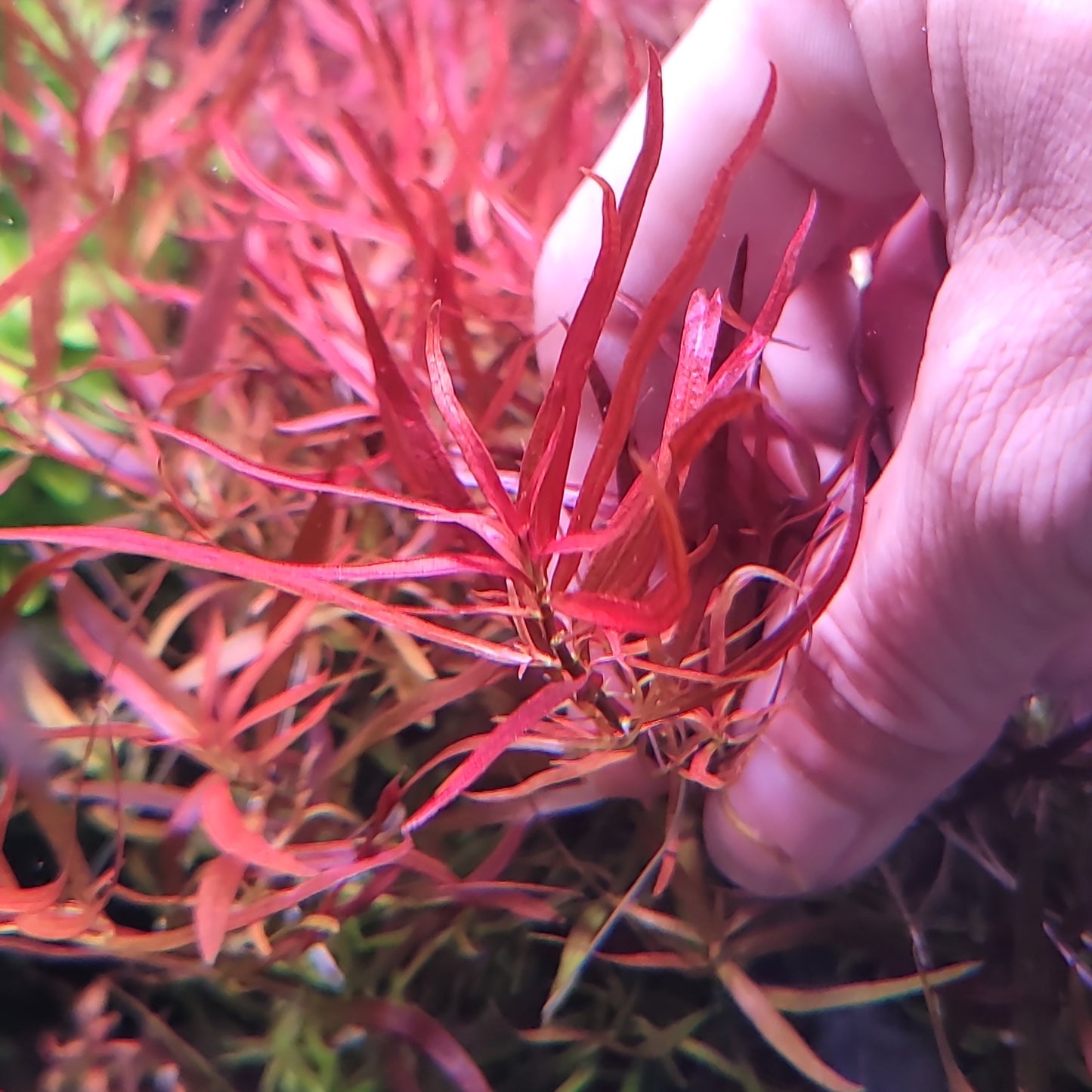 Hedyotis Borneo Orange