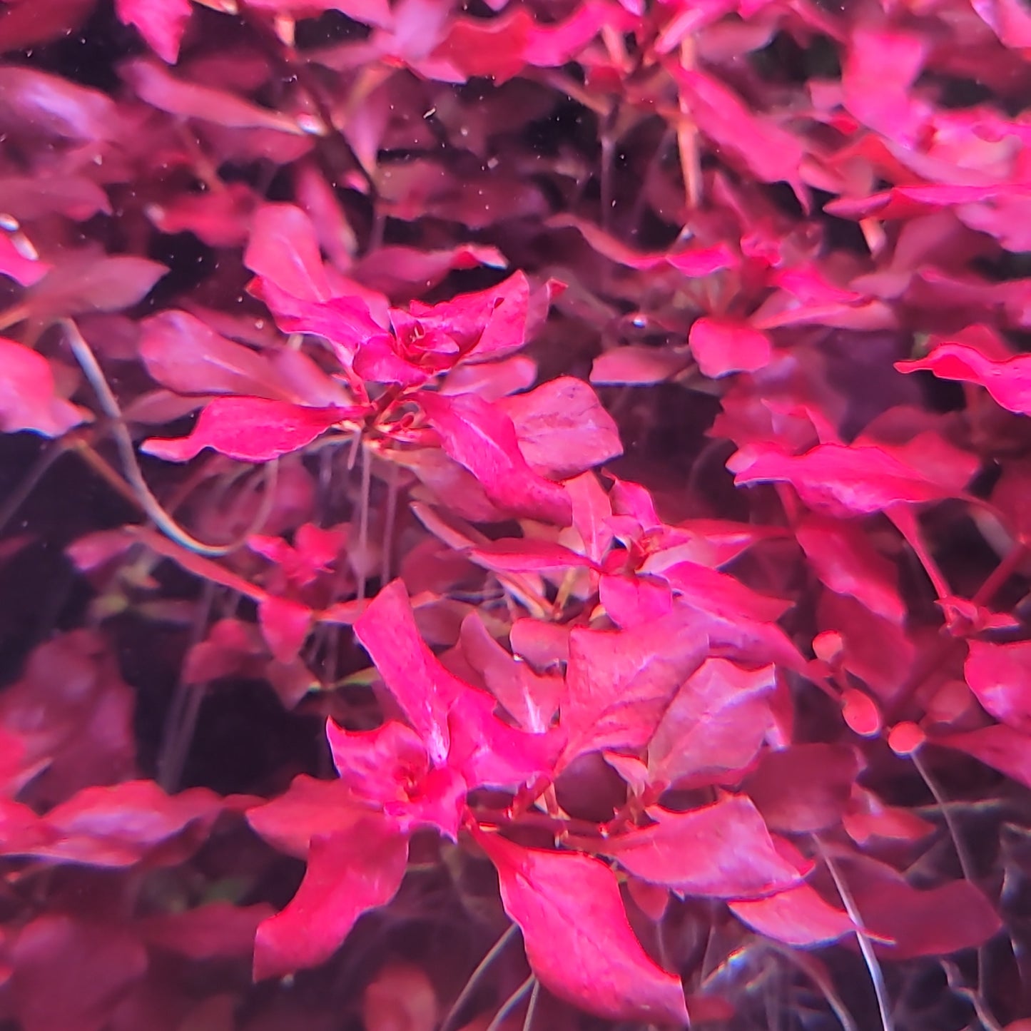 Ludwigia mini super red