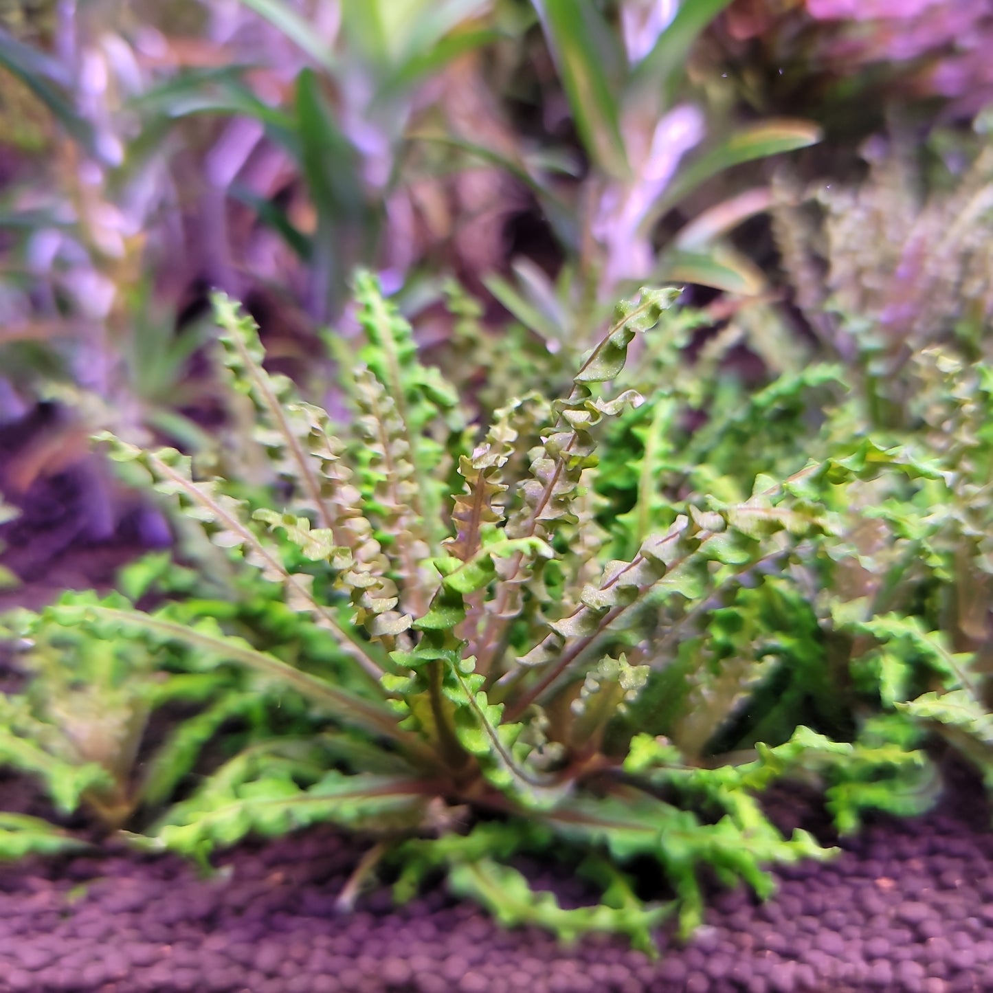 Pogostemon Helferi Red (Danoi Red)