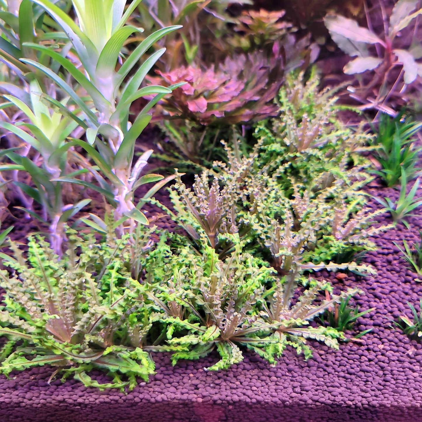 Pogostemon Helferi Red (Danoi Red)