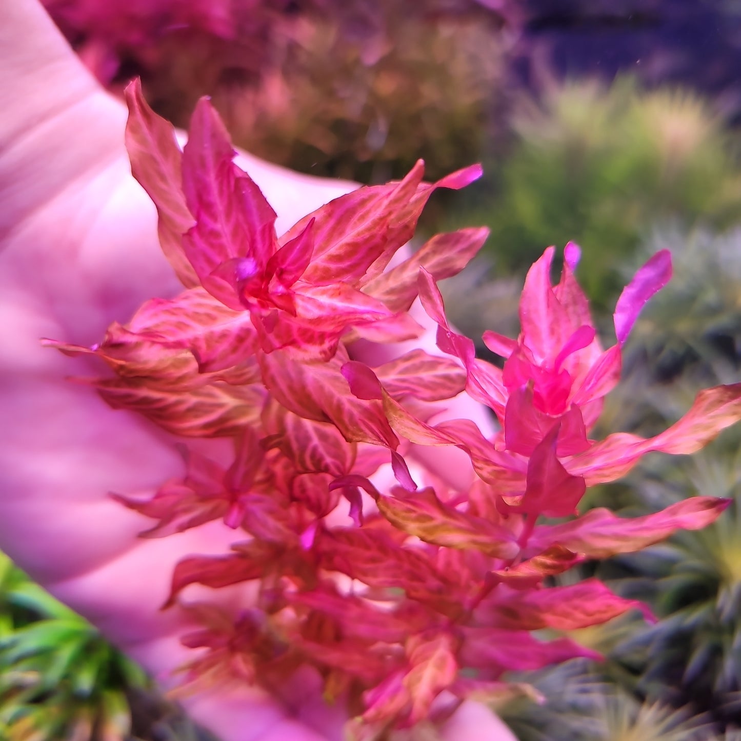 Rotala Macranda Variagated
