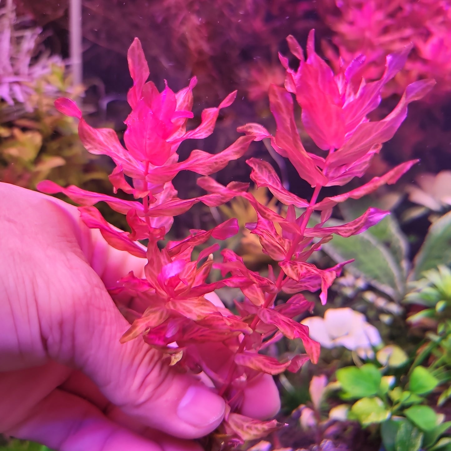 Rotala Macranda Variagated