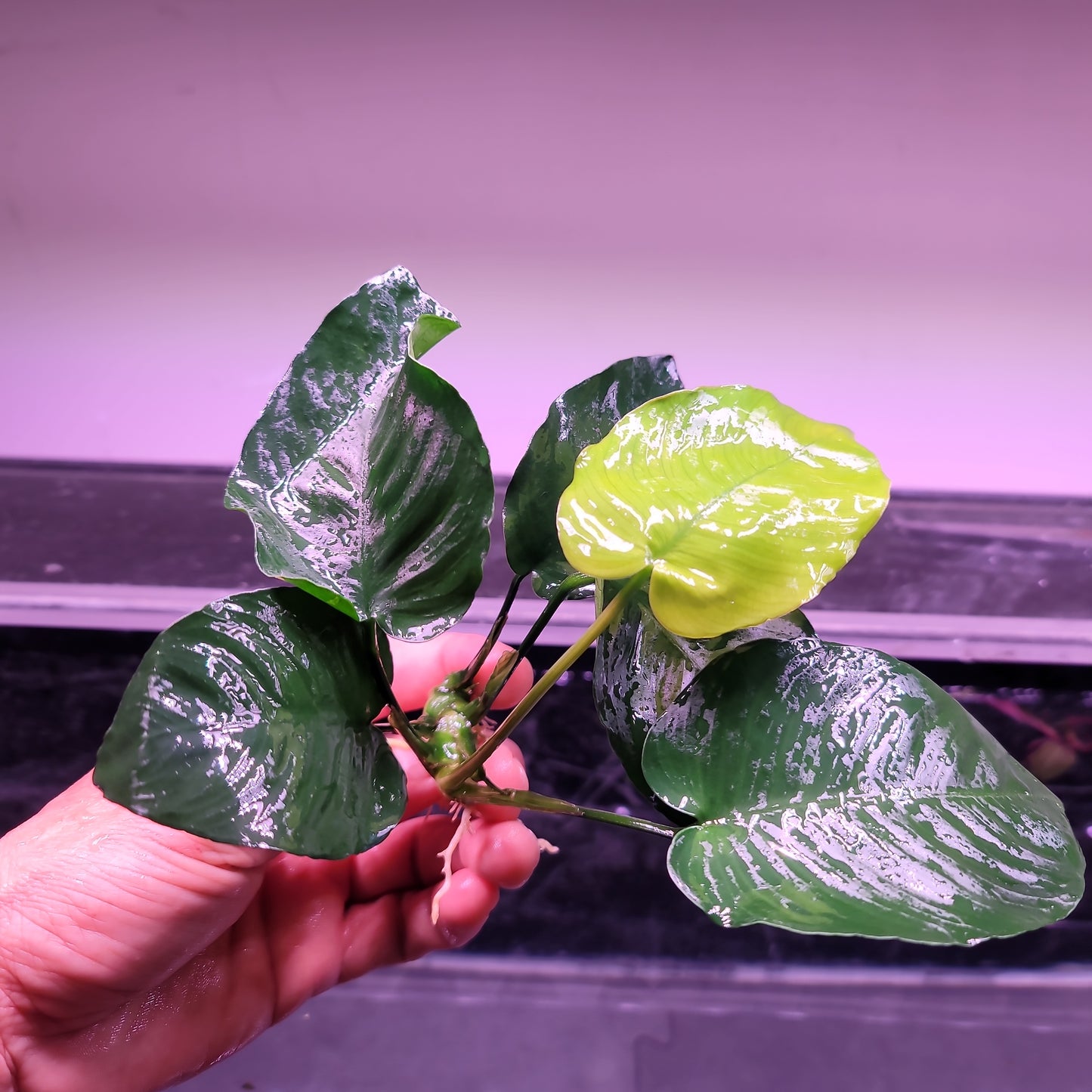 Anubias Barteri Braoad Leaf