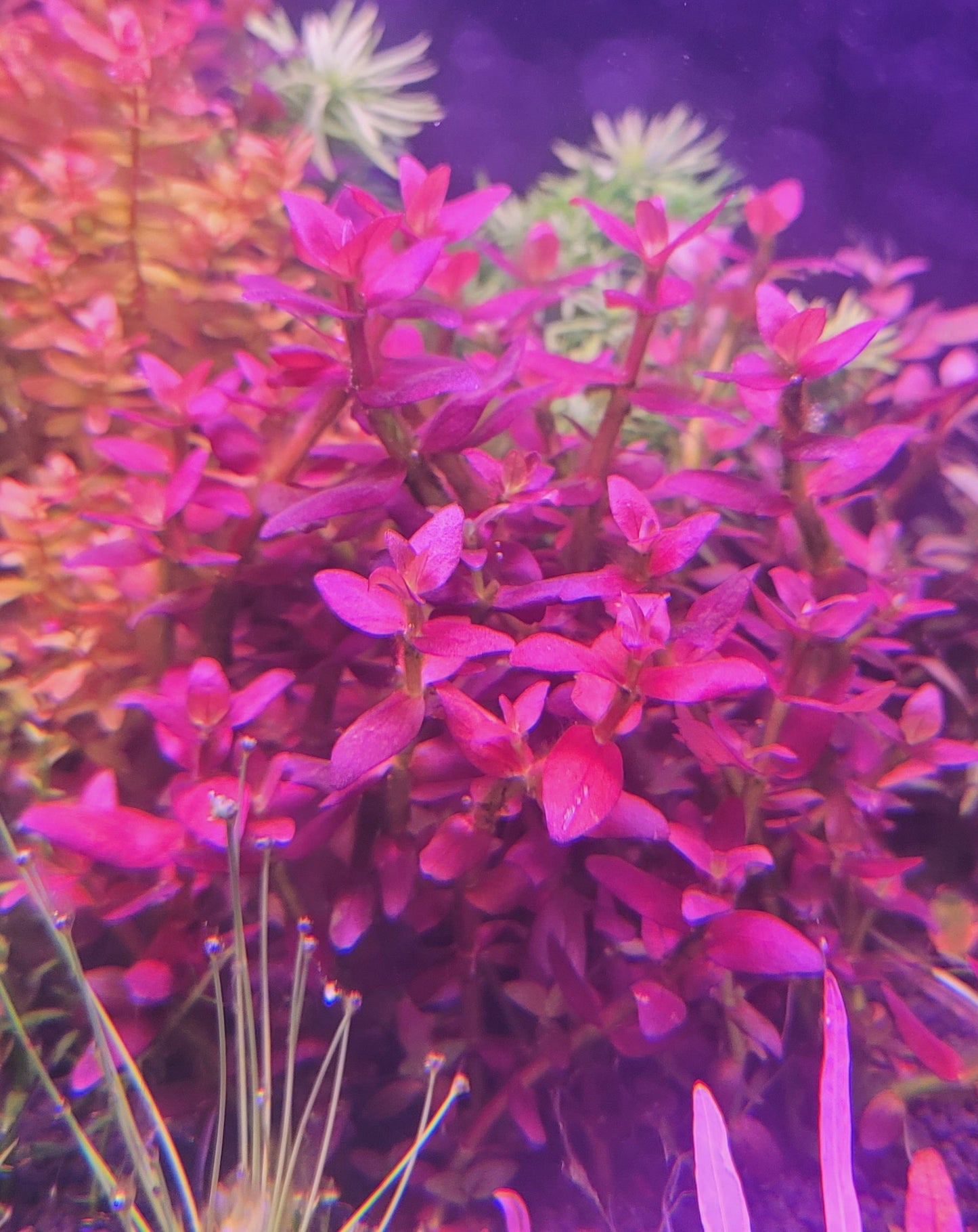 Bacopa Salzmanii Purple