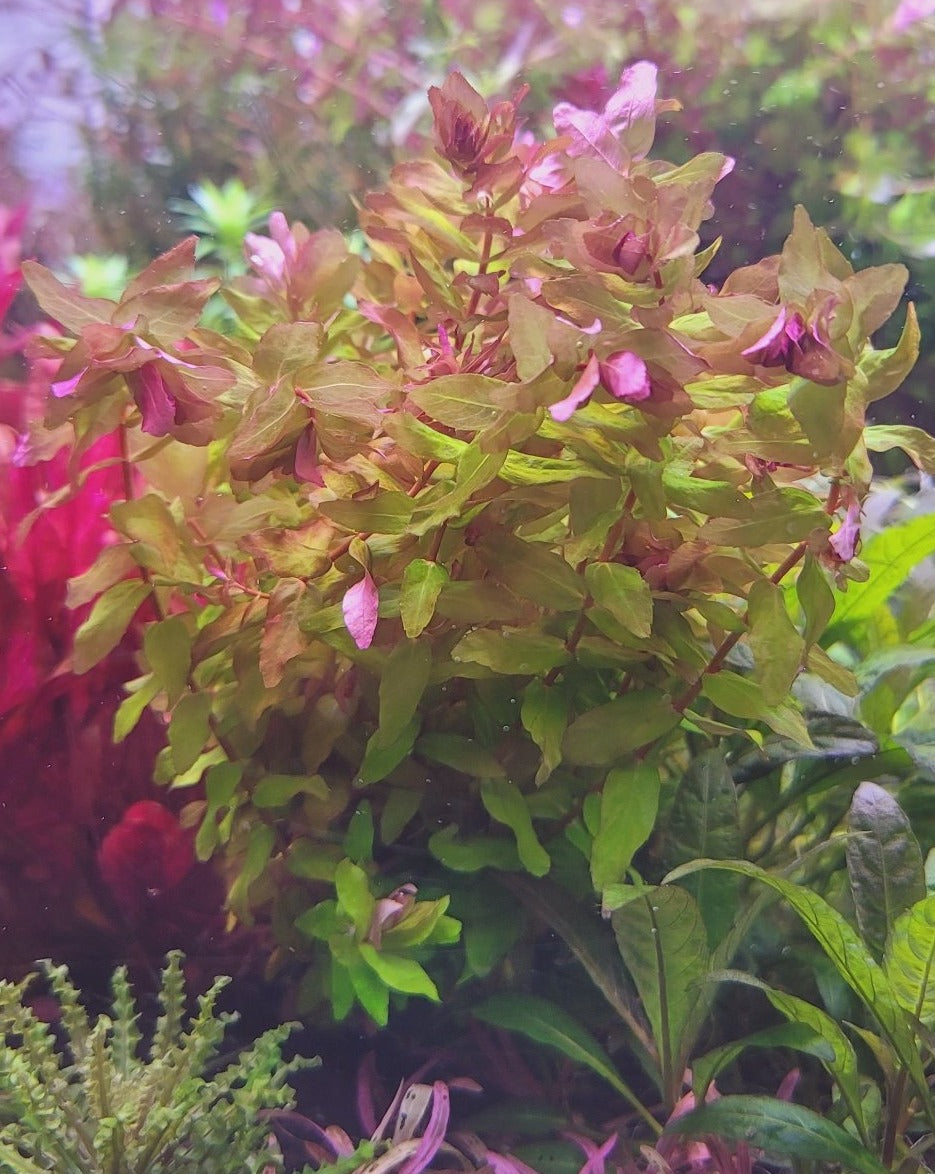 Rotala Macanda Green