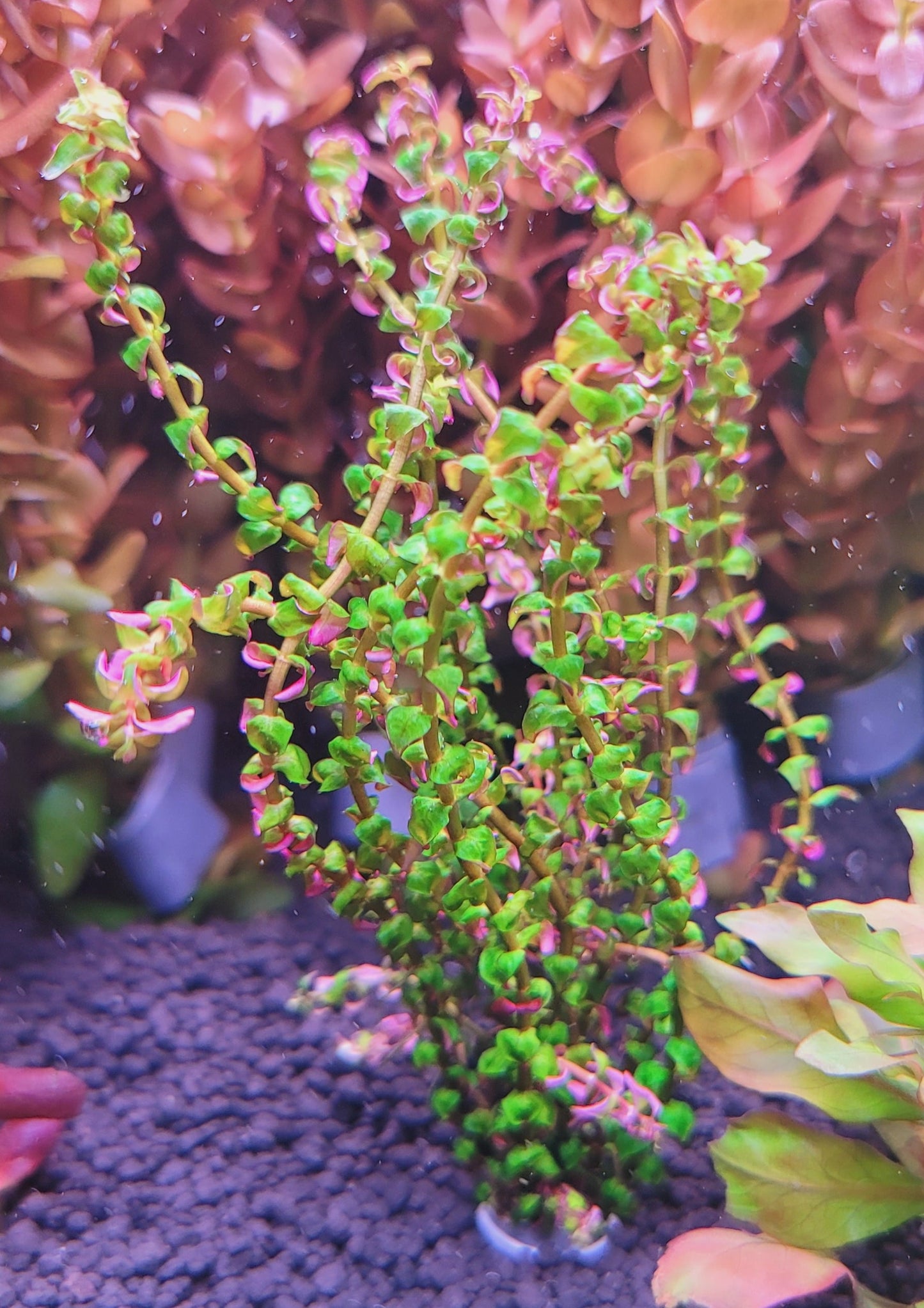 Rotala Mini Pearl Type 1