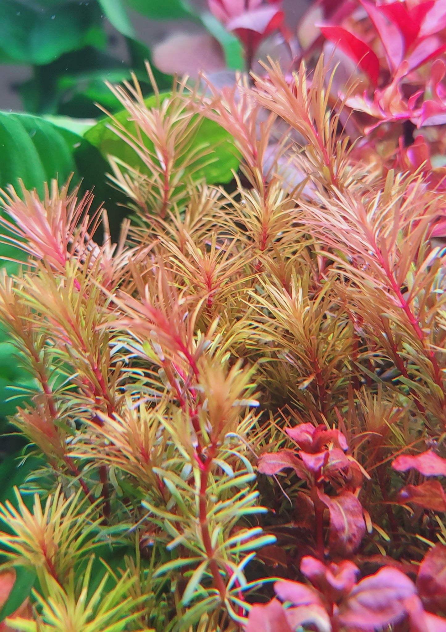 Rotala Wallichii