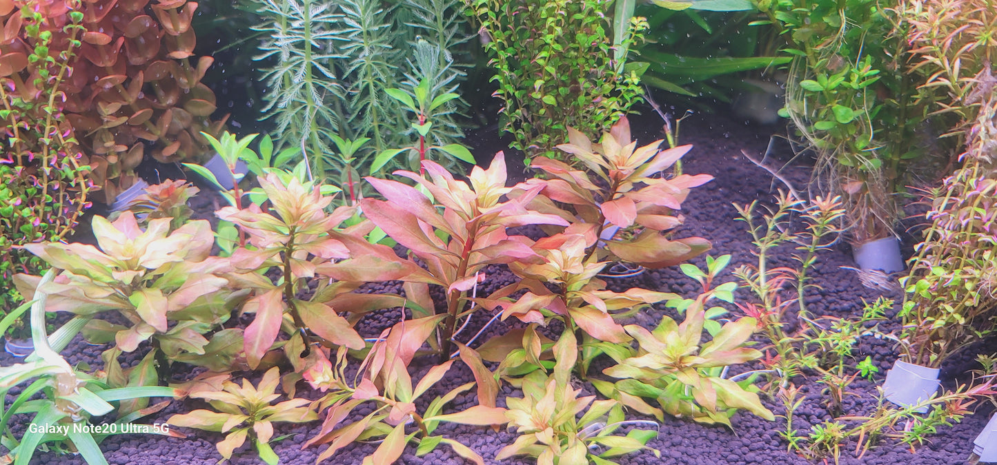 Ludwigia polycarpa