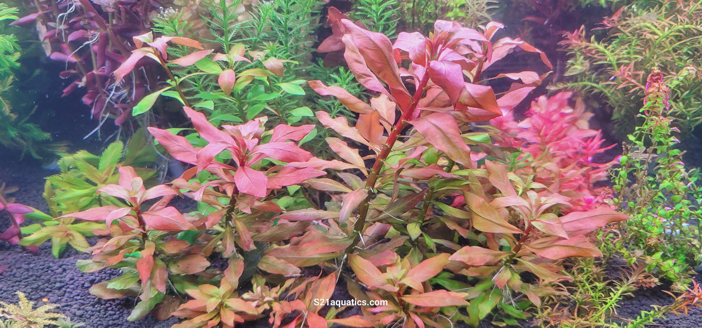 Ludwigia polycarpa
