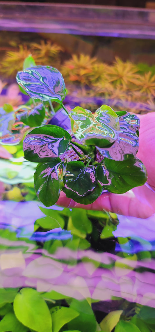Anubias barteri var nana golden coin