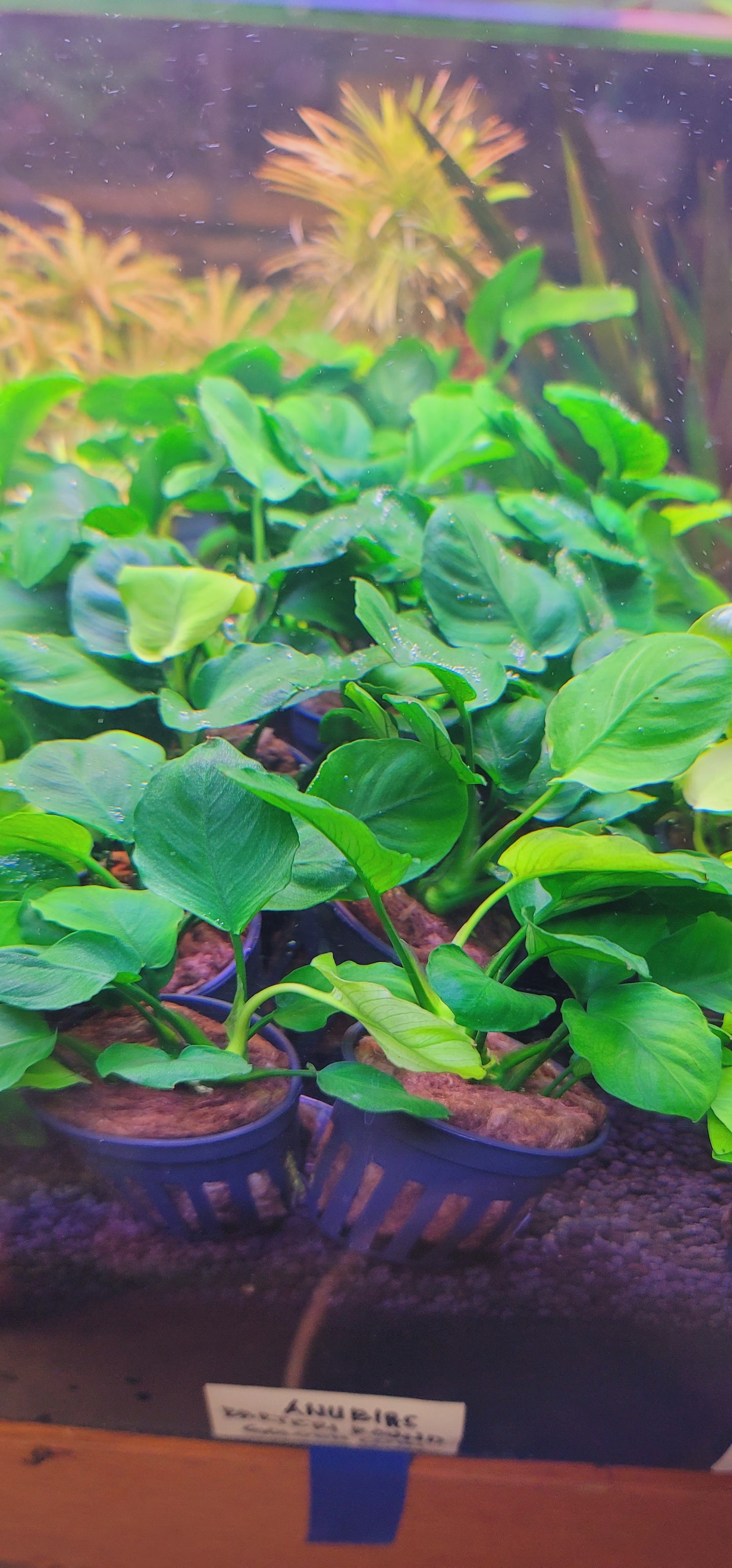 Anubias barteri var nana golden coin