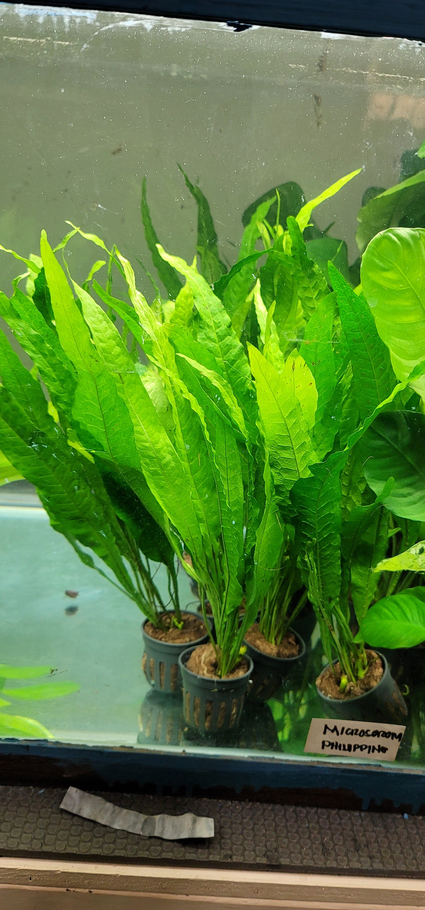 Microsorum pteropus phillipine