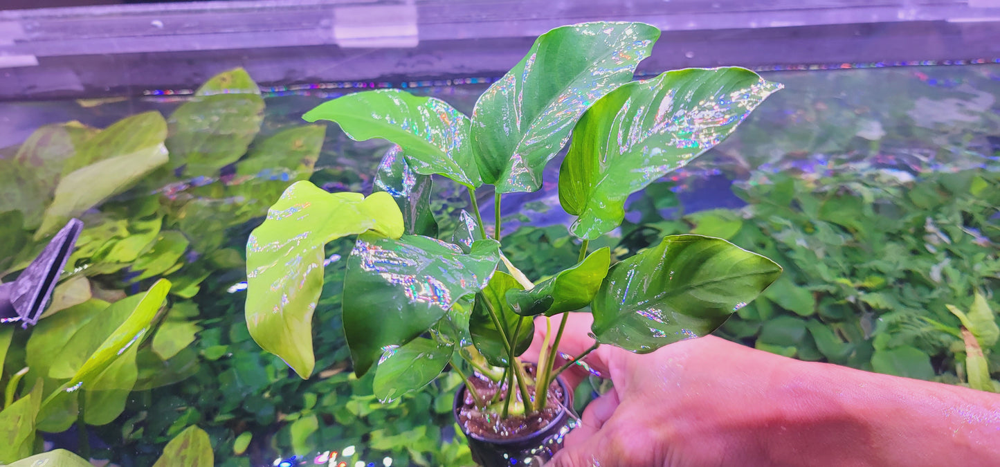 Anubias barteri var nana large
