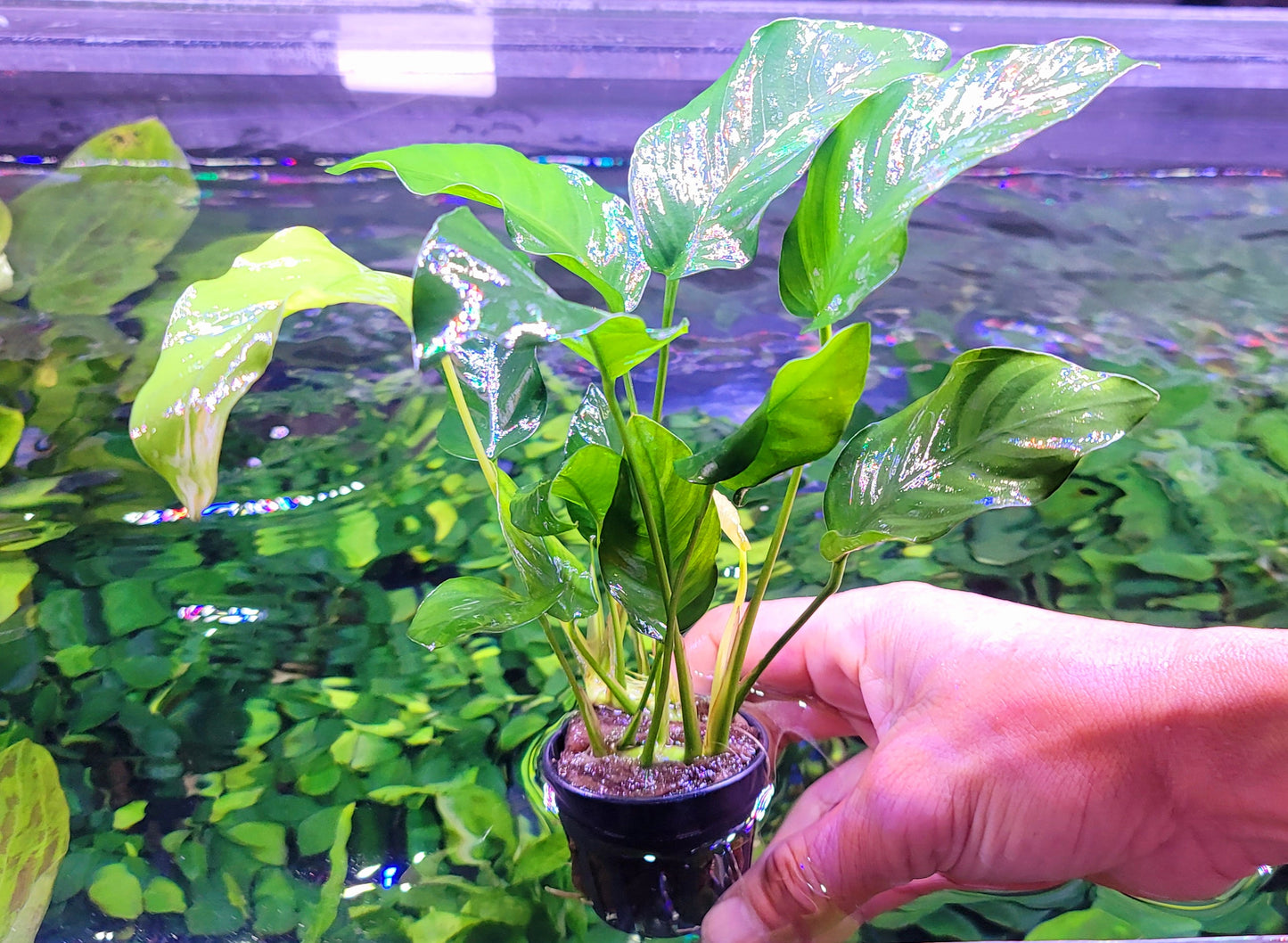 Anubias barteri var nana large