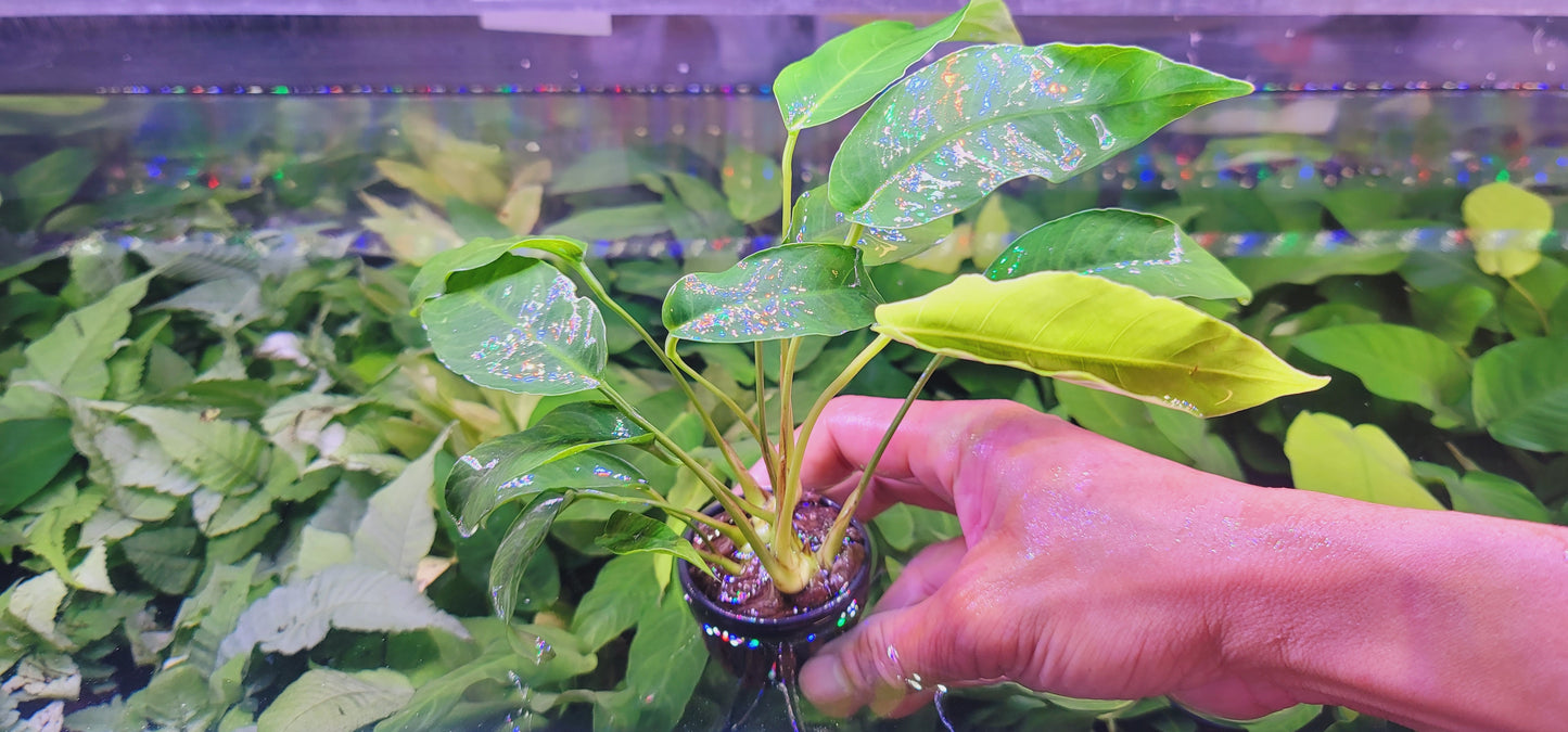 Anubias barteri var nana large