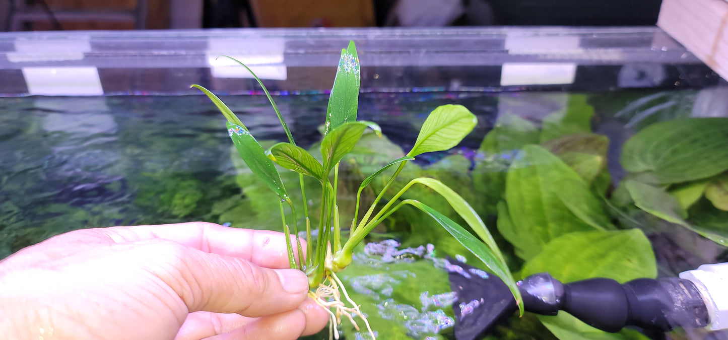 Anubias congensis mini