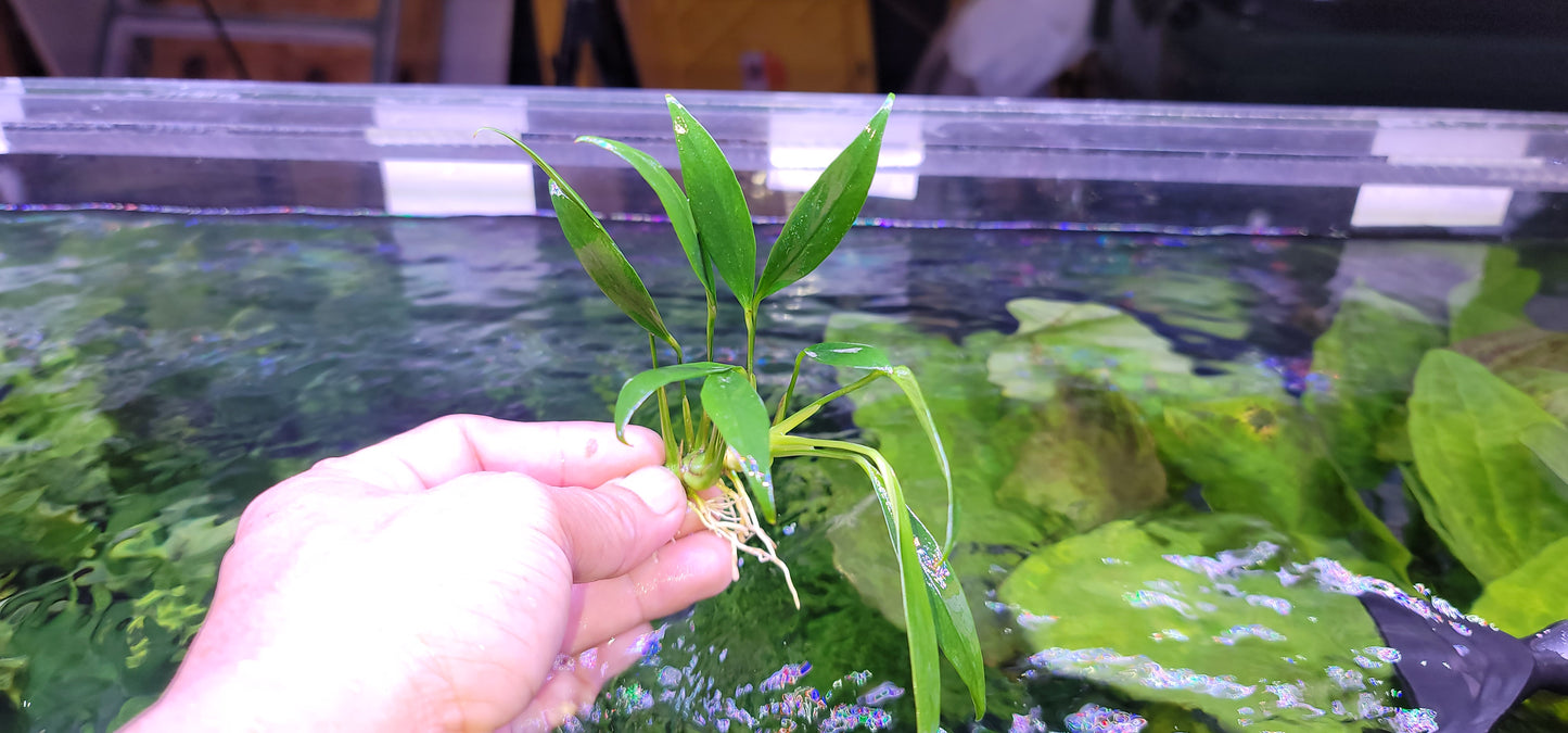 Anubias congensis mini