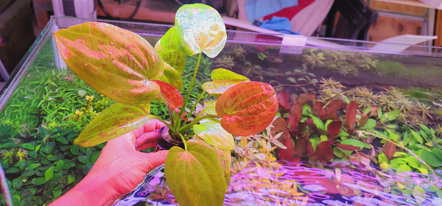 Echinodorus Chocolate Marble