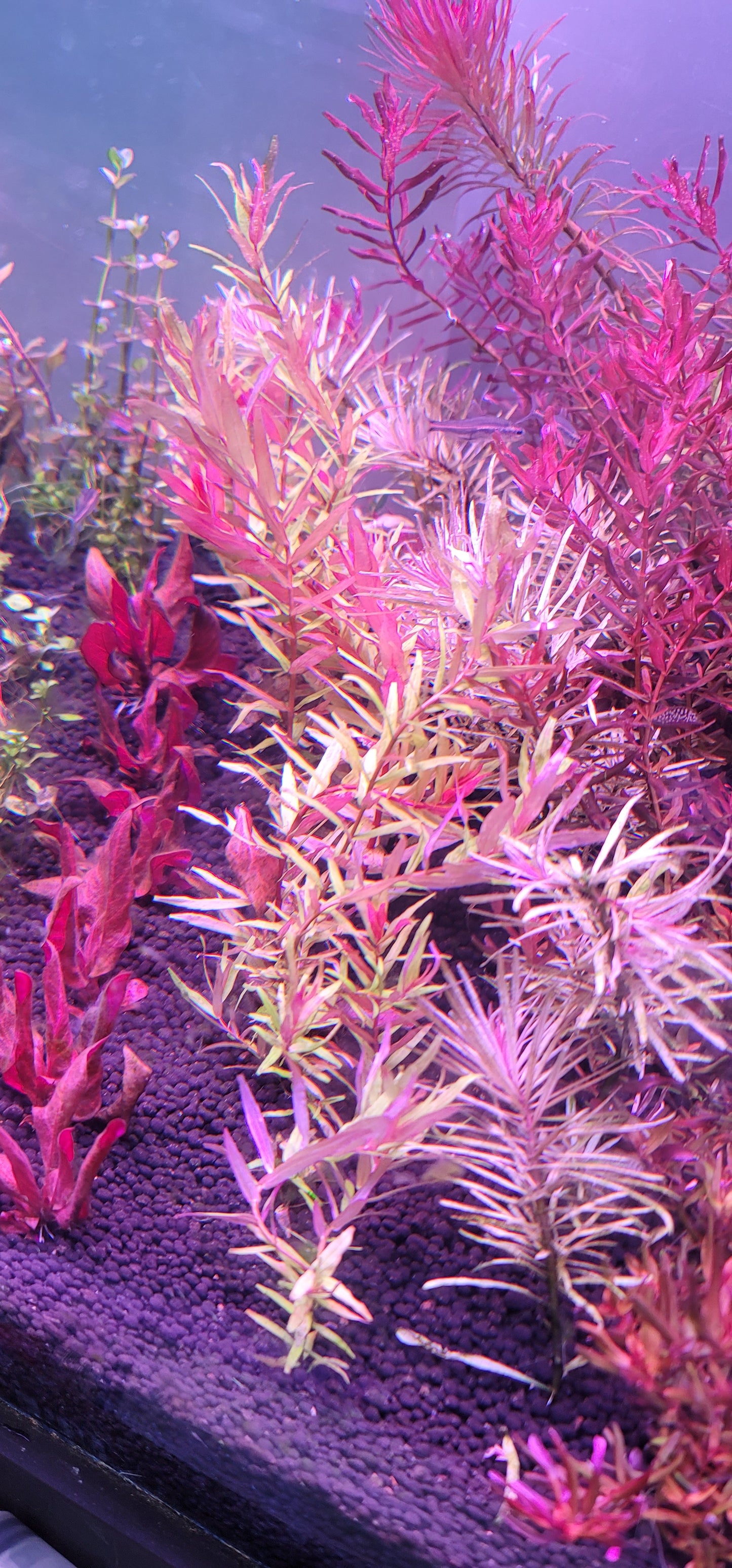 Rotala macandra Kochi