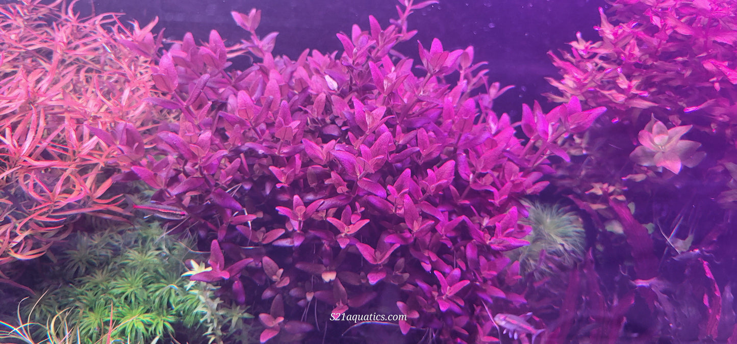 Bacopa Salzmanii Purple