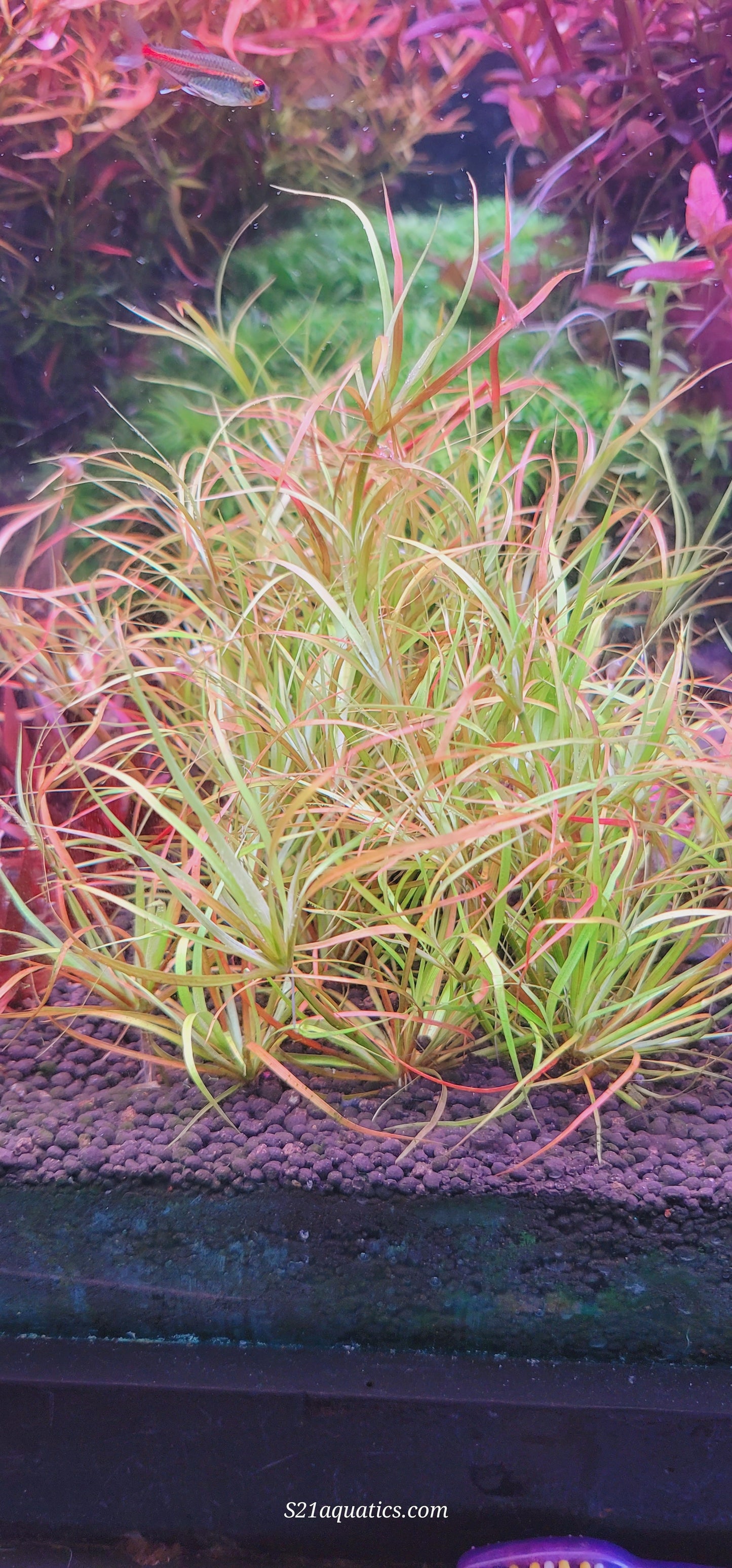 Juncus Repens