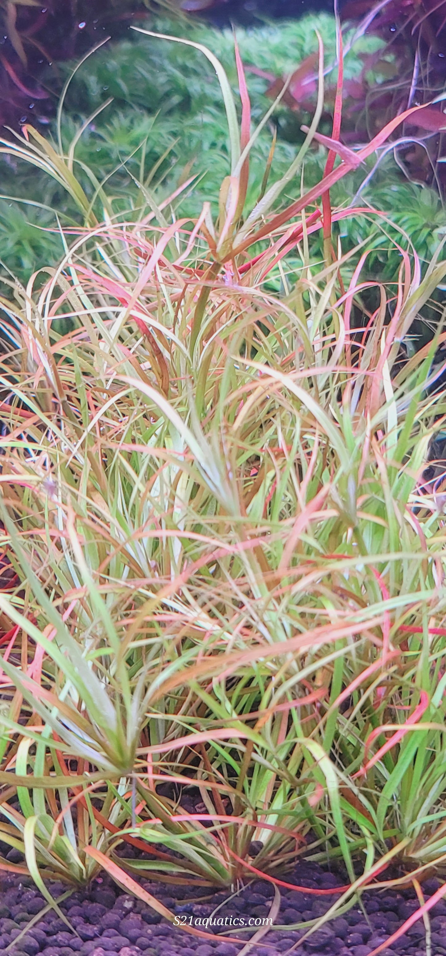 Juncus Repens