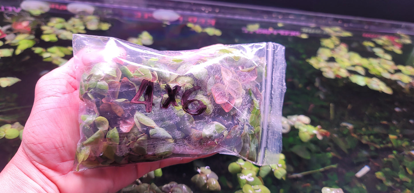 RED ROOT FLOOTERS (PHYLLANTHUS FLUITANS)