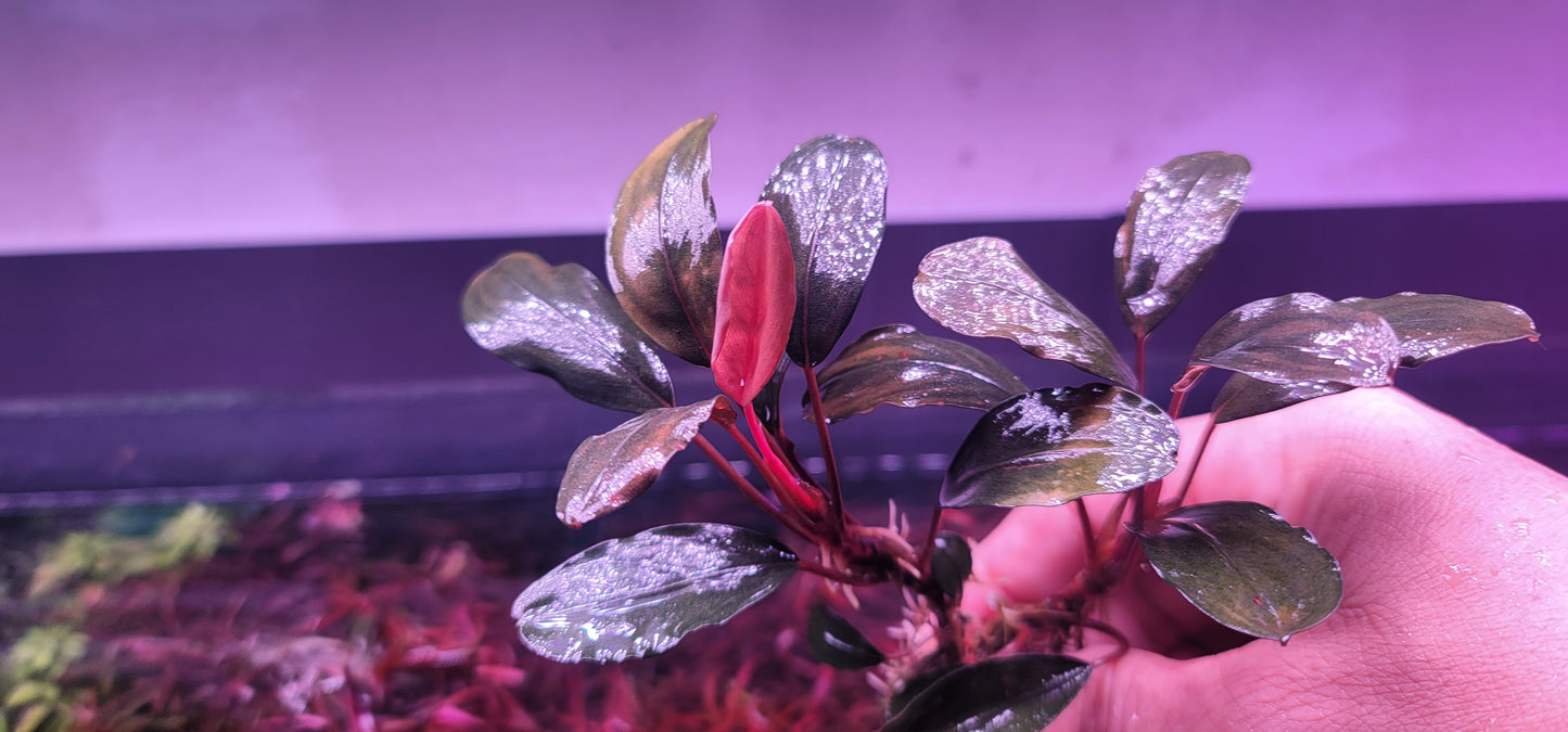 Bucephalandra Pink Lady
