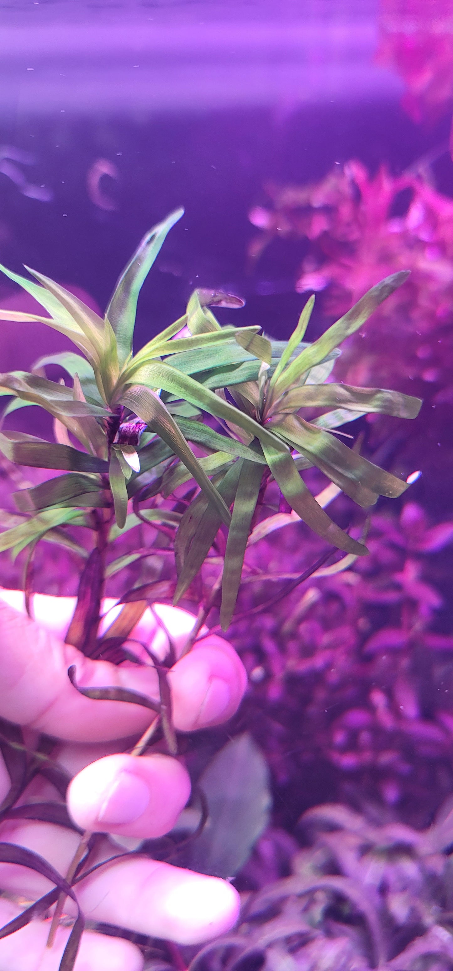 Eichornia diversefolia