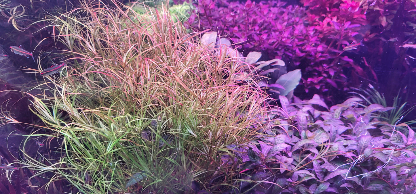 Juncus Repens