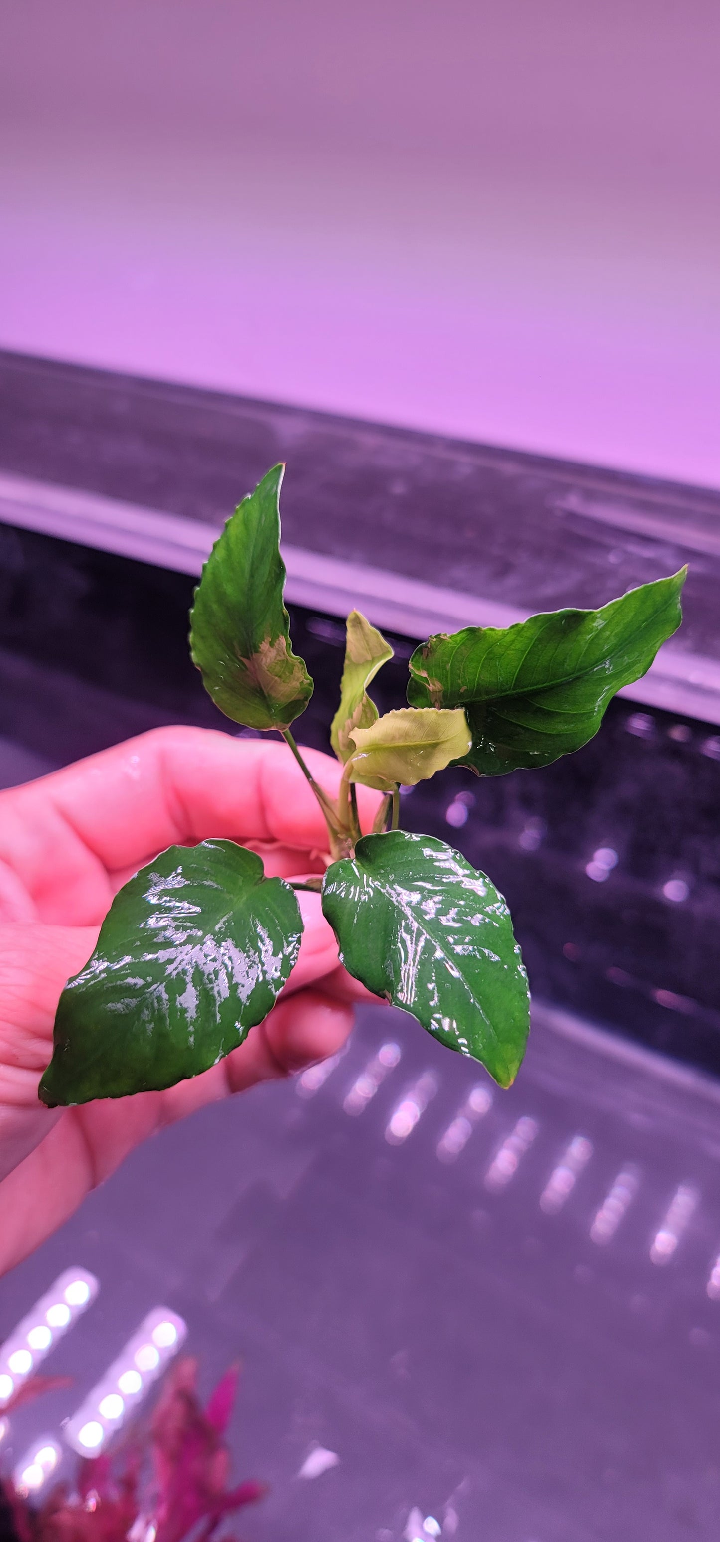 Anubias barteri var nana fatty / thick leaf