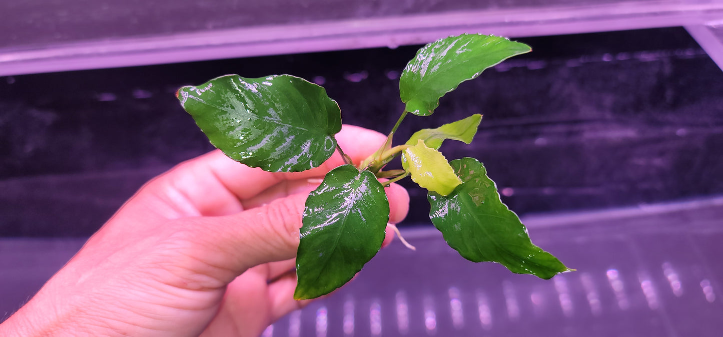 Anubias barteri var nana fatty / thick leaf