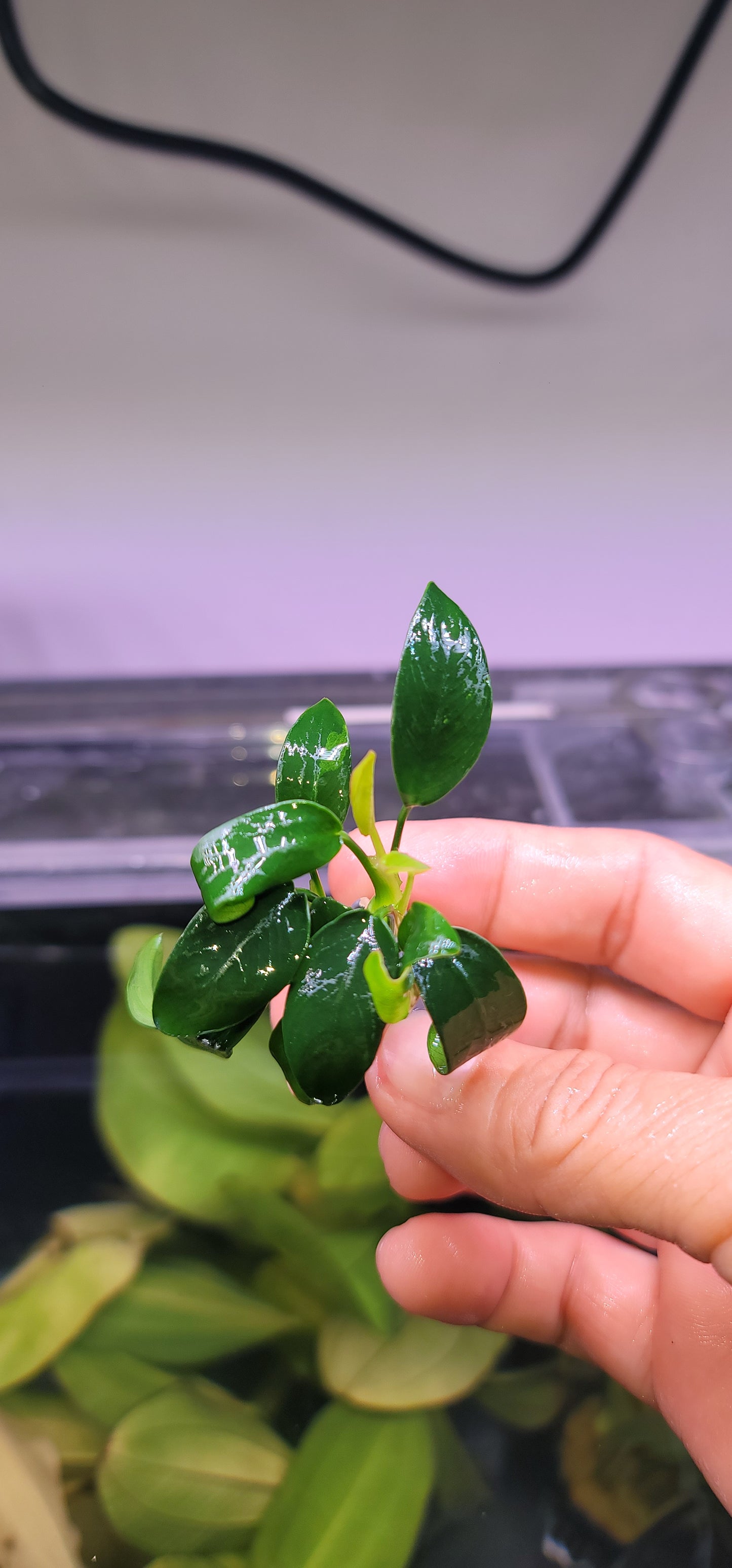 Anubias Barteri Nana