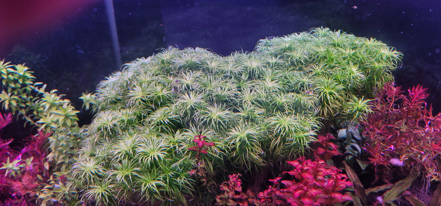 SYNGONANTHUS MACROCAULON