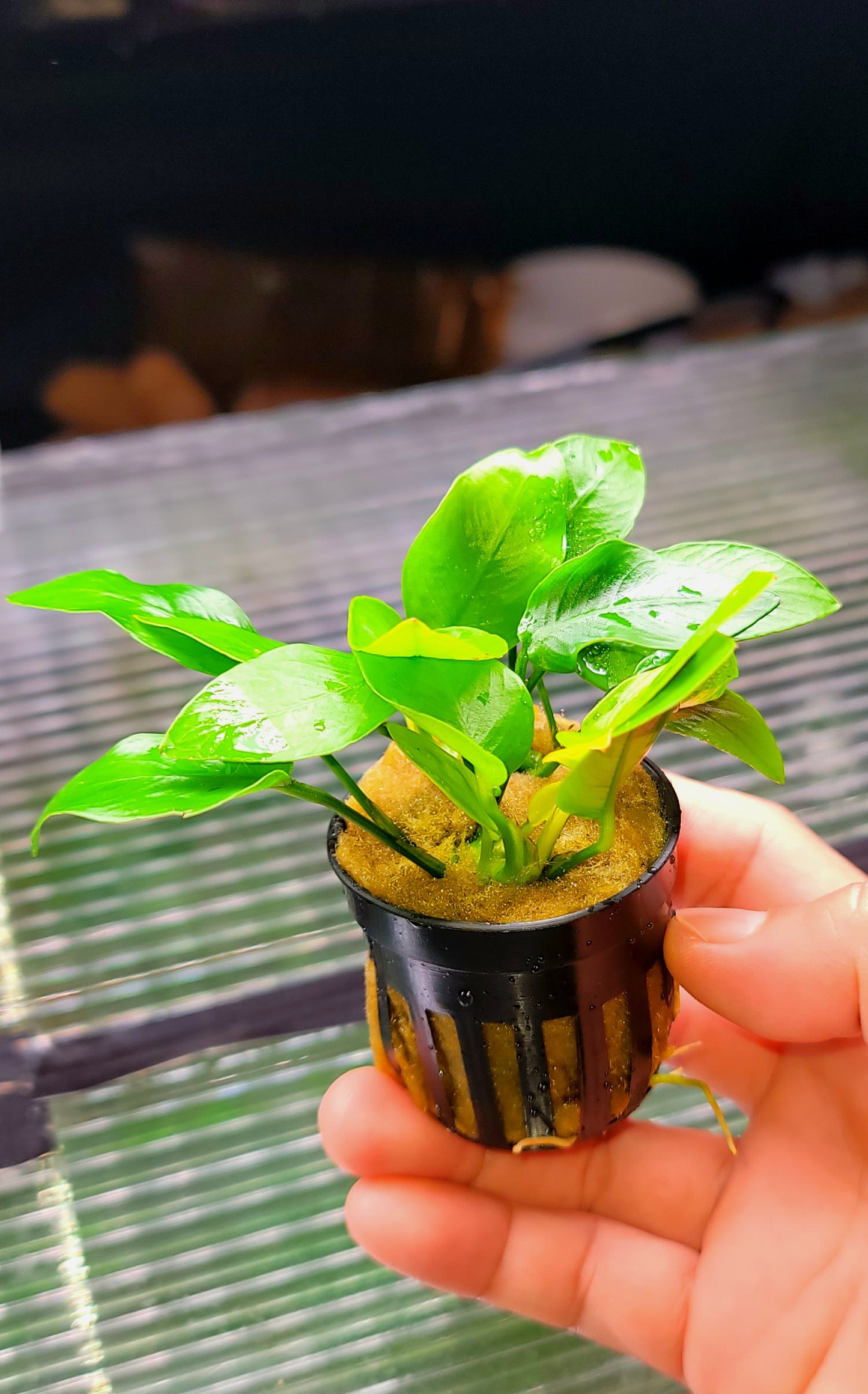 Anubias barteri var nana (Golden)