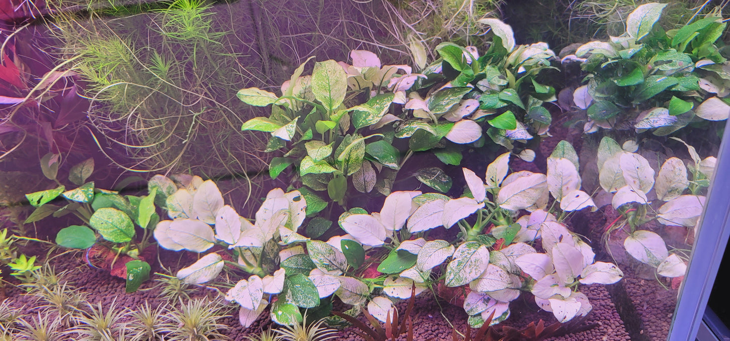 Anubias Pinto