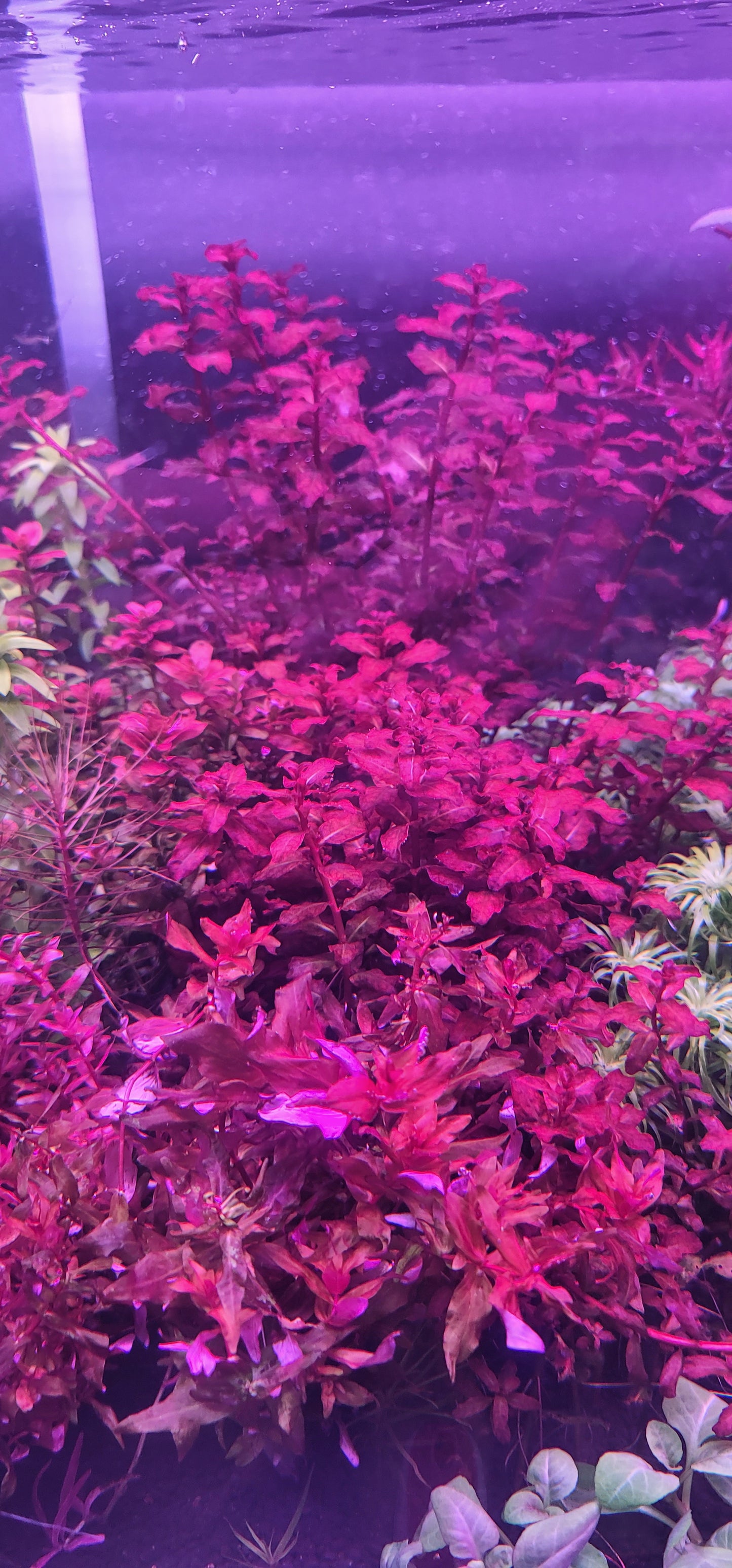 Ludwigia Senegalensis