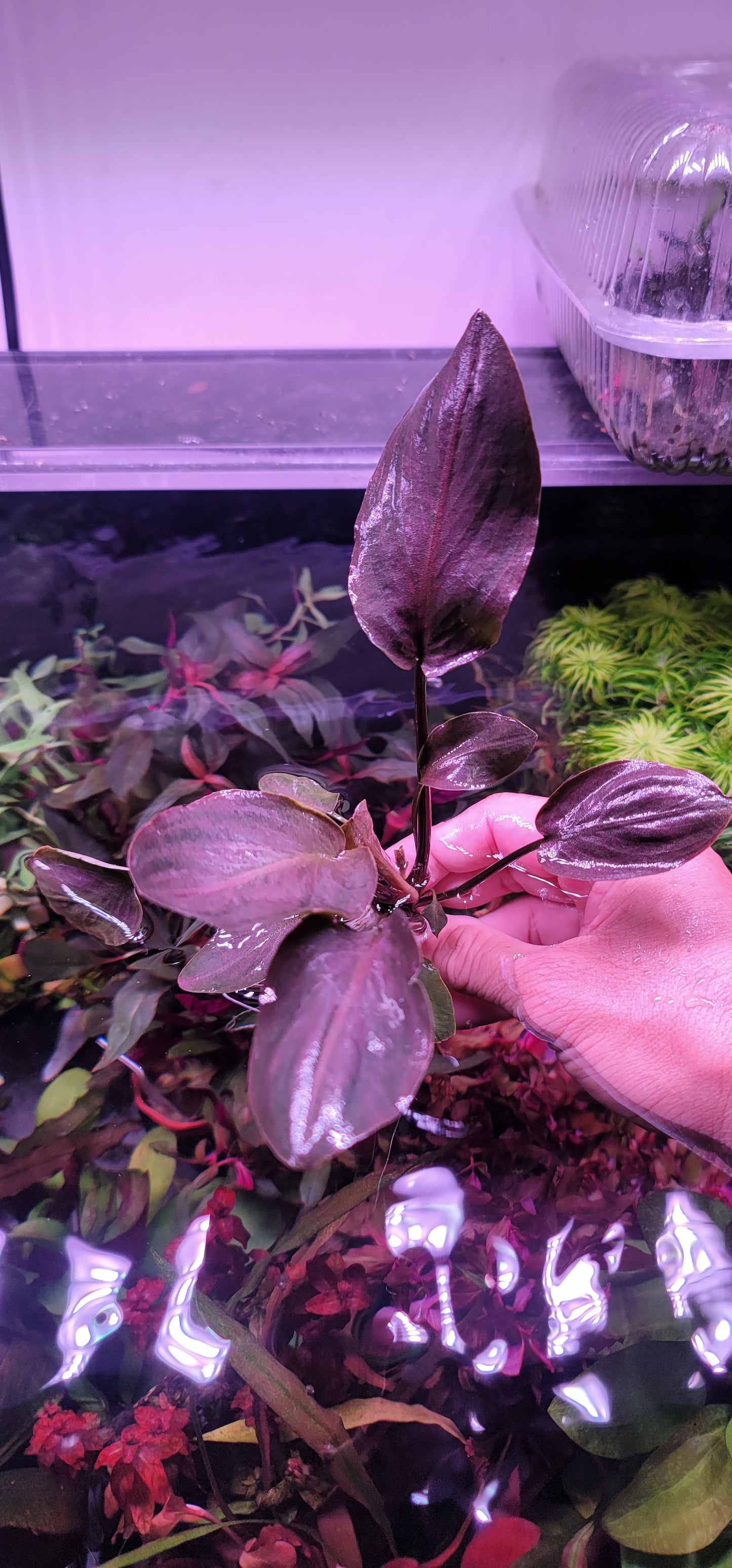 Lagenandra meeboldii red