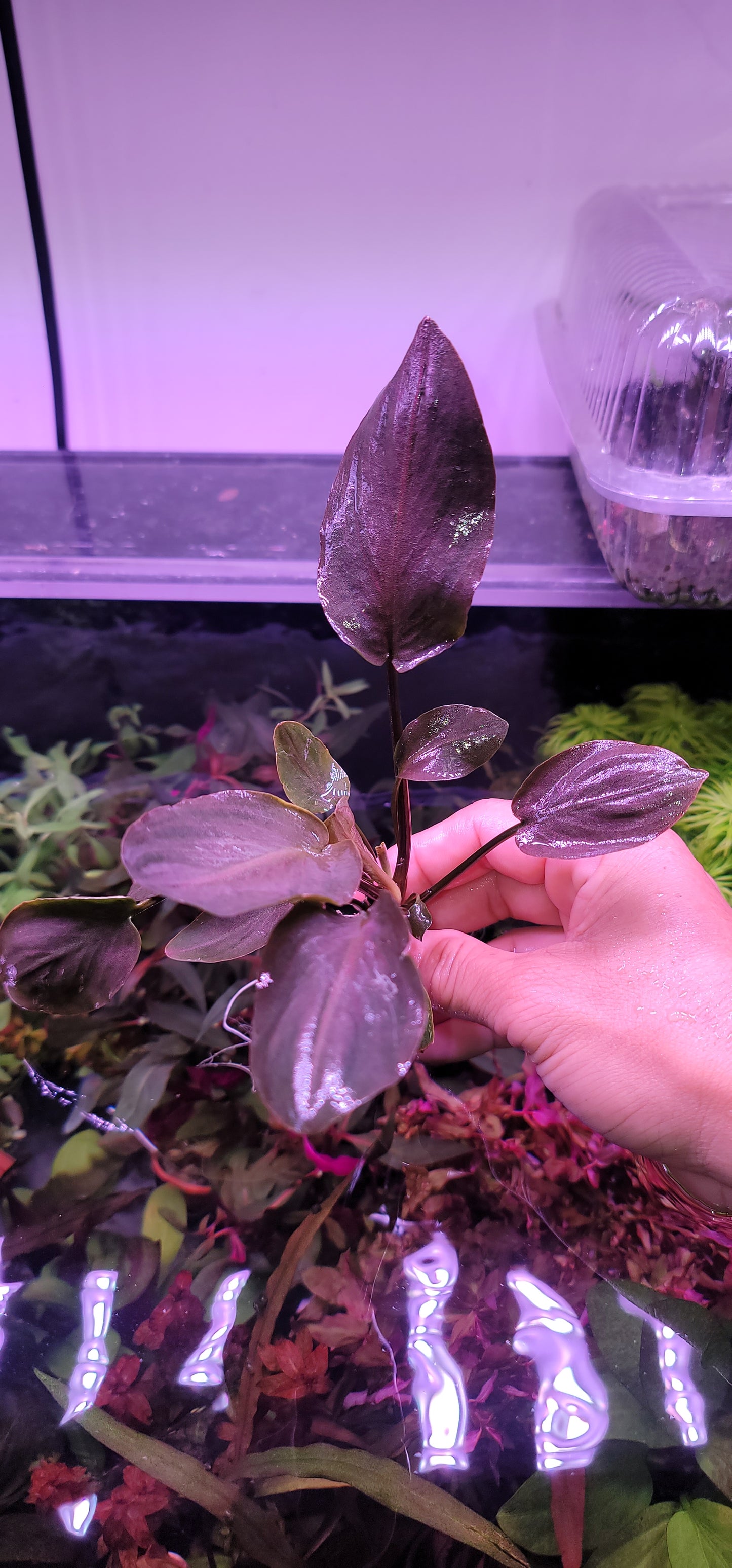 Lagenandra meeboldii red