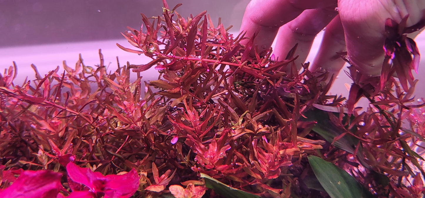 Rotala Yerabje