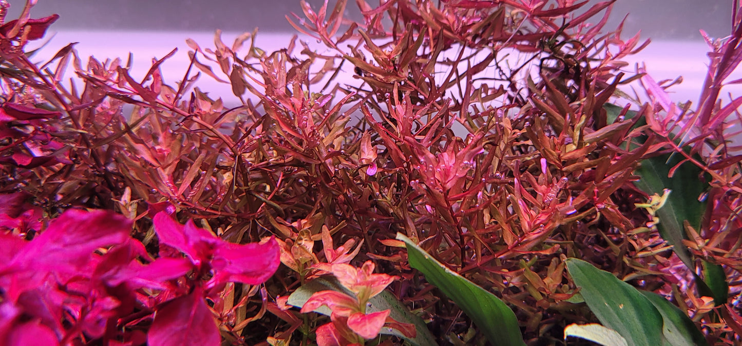 Rotala Yerabje