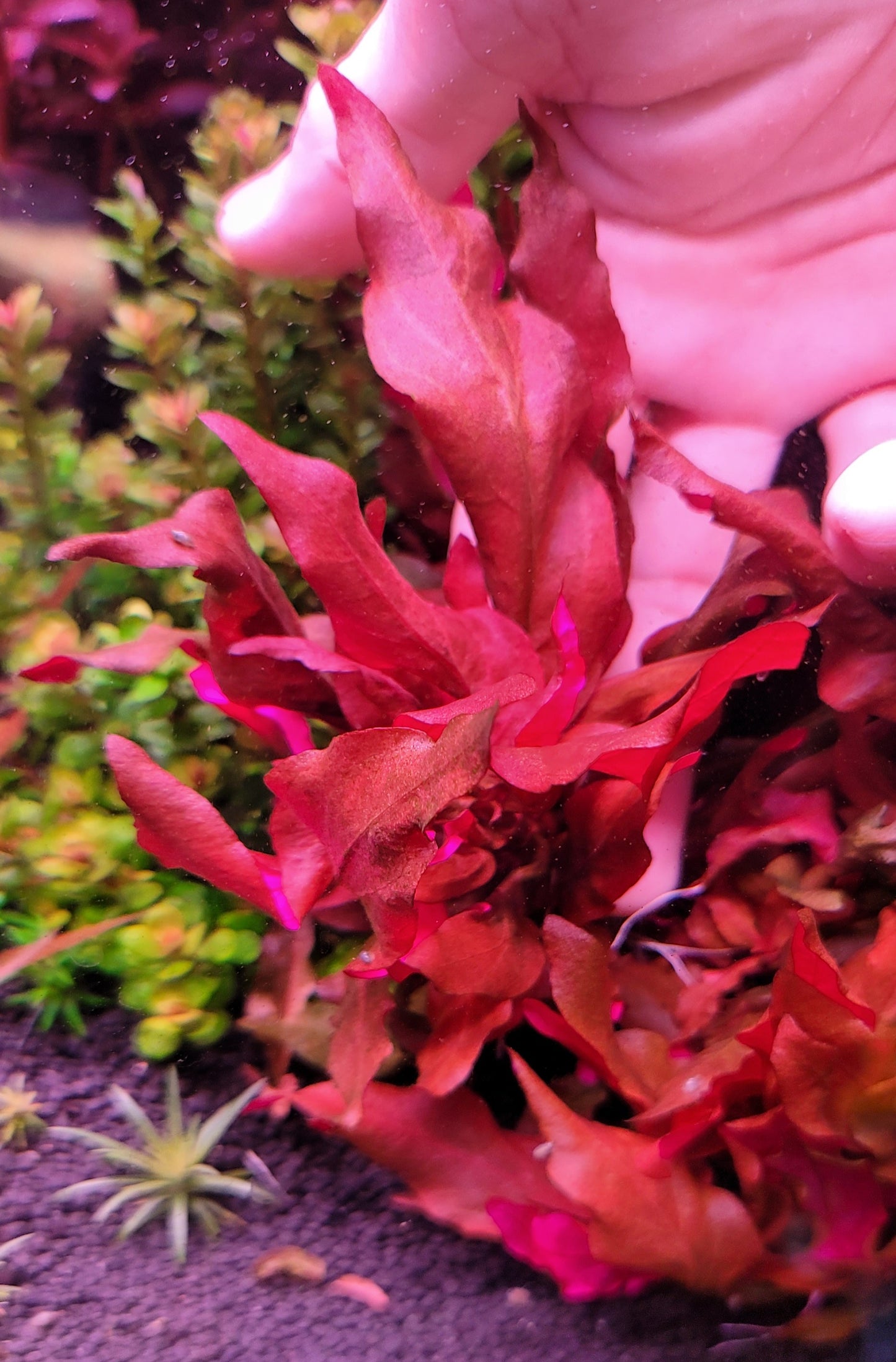 Althernanthera reineckii