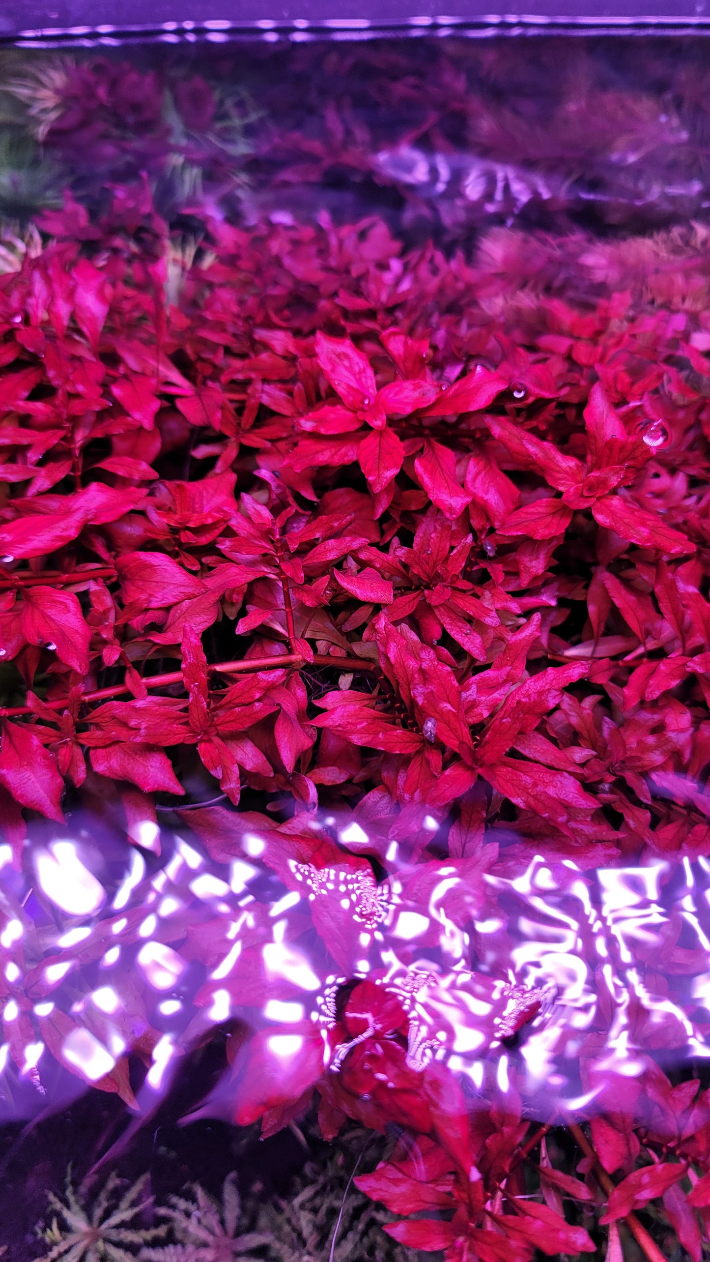 Ludwigia repens 'Rubin