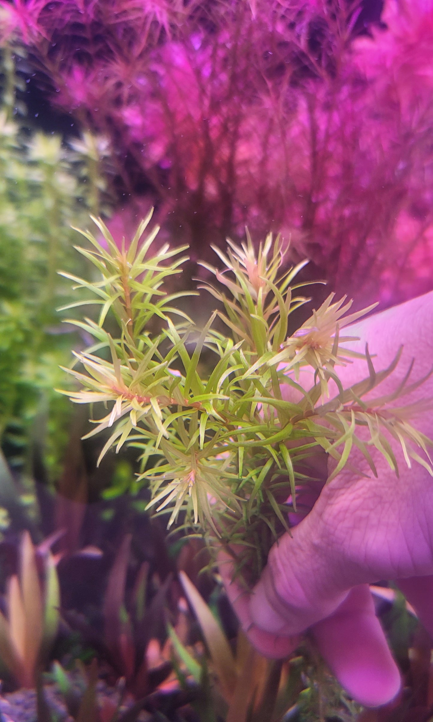 Rotala Mexicana Araguaia