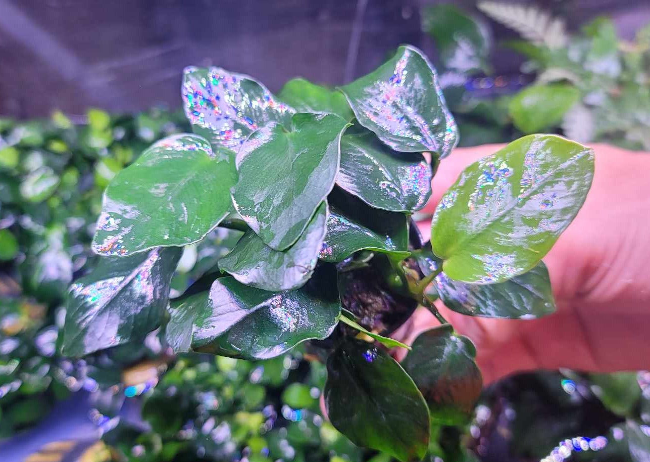 Anubias barteri var nana fatty / thick leaf