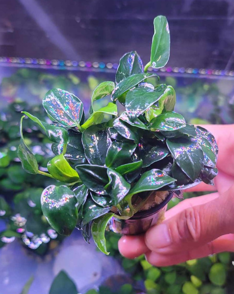 Anubias barteri petite round