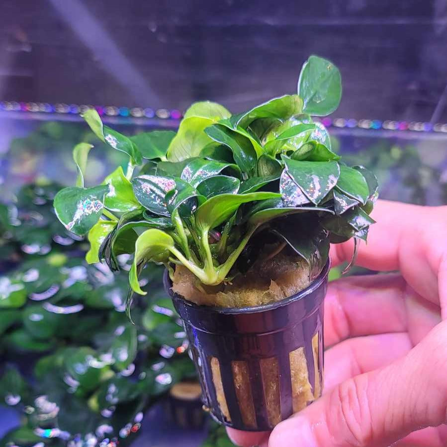 Anubias barteri petite round